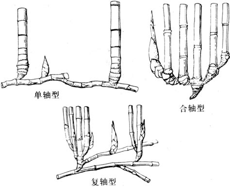 竹的意思